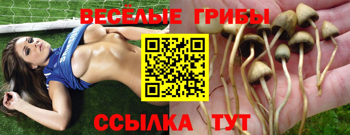 Галлюциногенные грибы Psilocybine cubensis  где купить   Алексеевка  Галлюциногенные грибы Magic Shrooms  Вход с VPN 